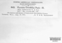 Puccinia grindeliae image